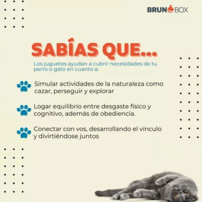 Bruno Box 2