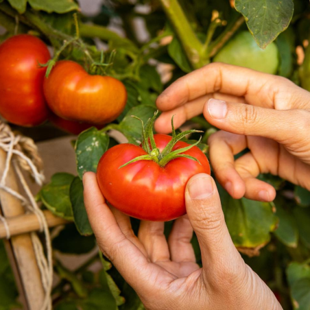 Sitopia  | Cultivo Urbano