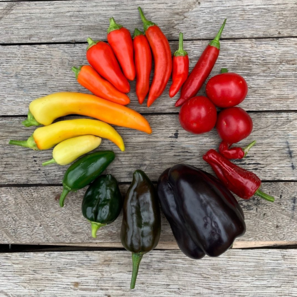 Sitopia  | Cultivo Urbano