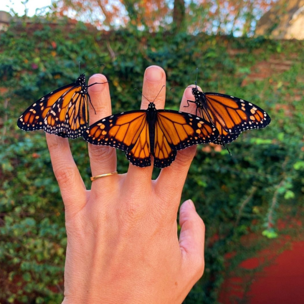 Sitopia  | Cultivo Urbano