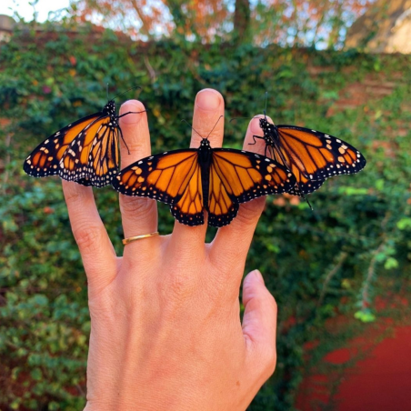 Sitopia  | Cultivo Urbano