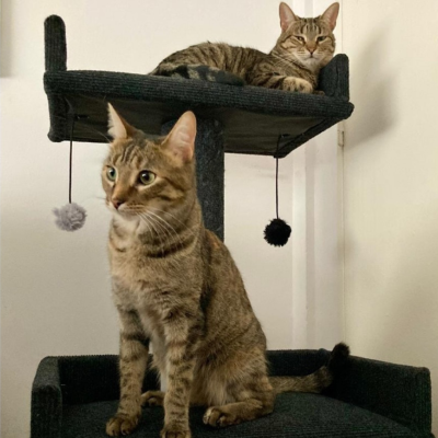 Eden Gatuno 2