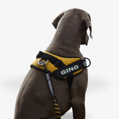 Bark | Accesorios Caninos 2