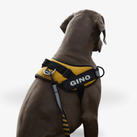 Bark | Accesorios Caninos