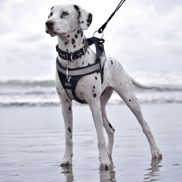 Bark | Accesorios Caninos