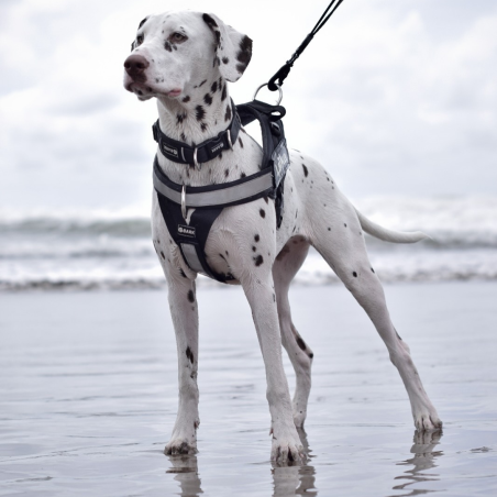 Bark | Accesorios Caninos