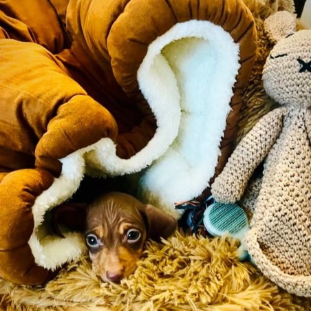 TOBA | Diseño Animal