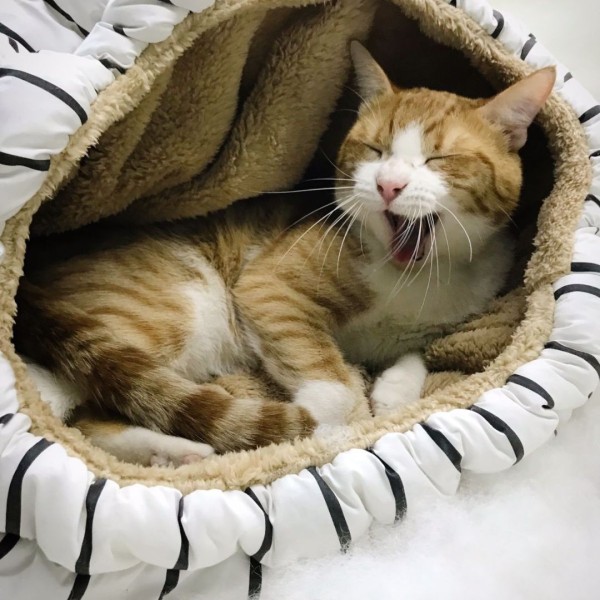 TOBA | Diseño Animal